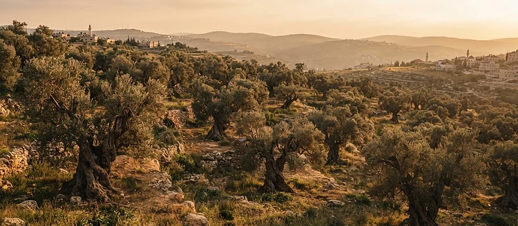 Ancient olive grove of Palestine at golden hour