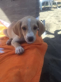 The puppy in Crete