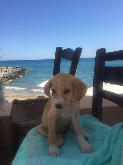 The dog resting on a chair