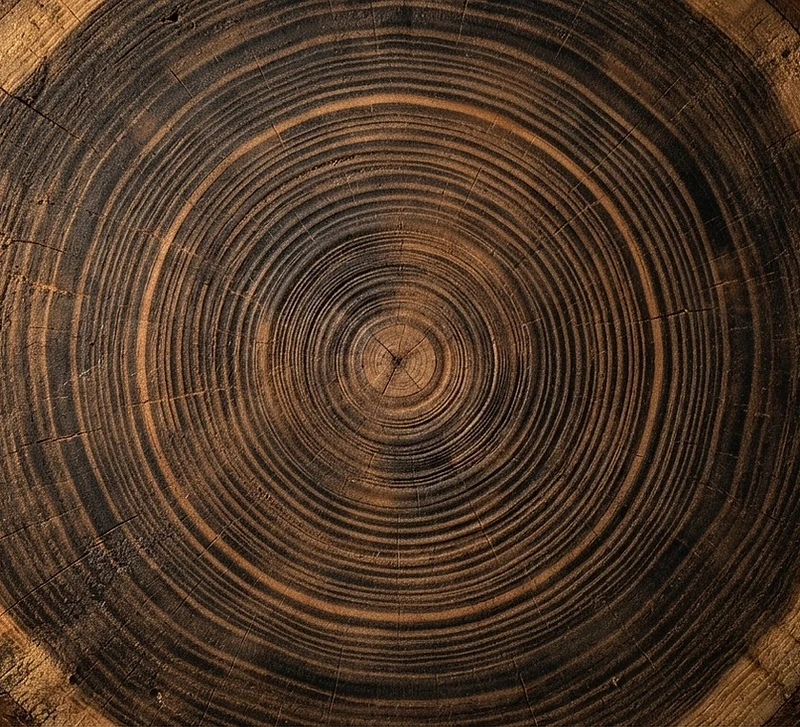 Cross-section of an ancient oak trunk showing concentric growth rings