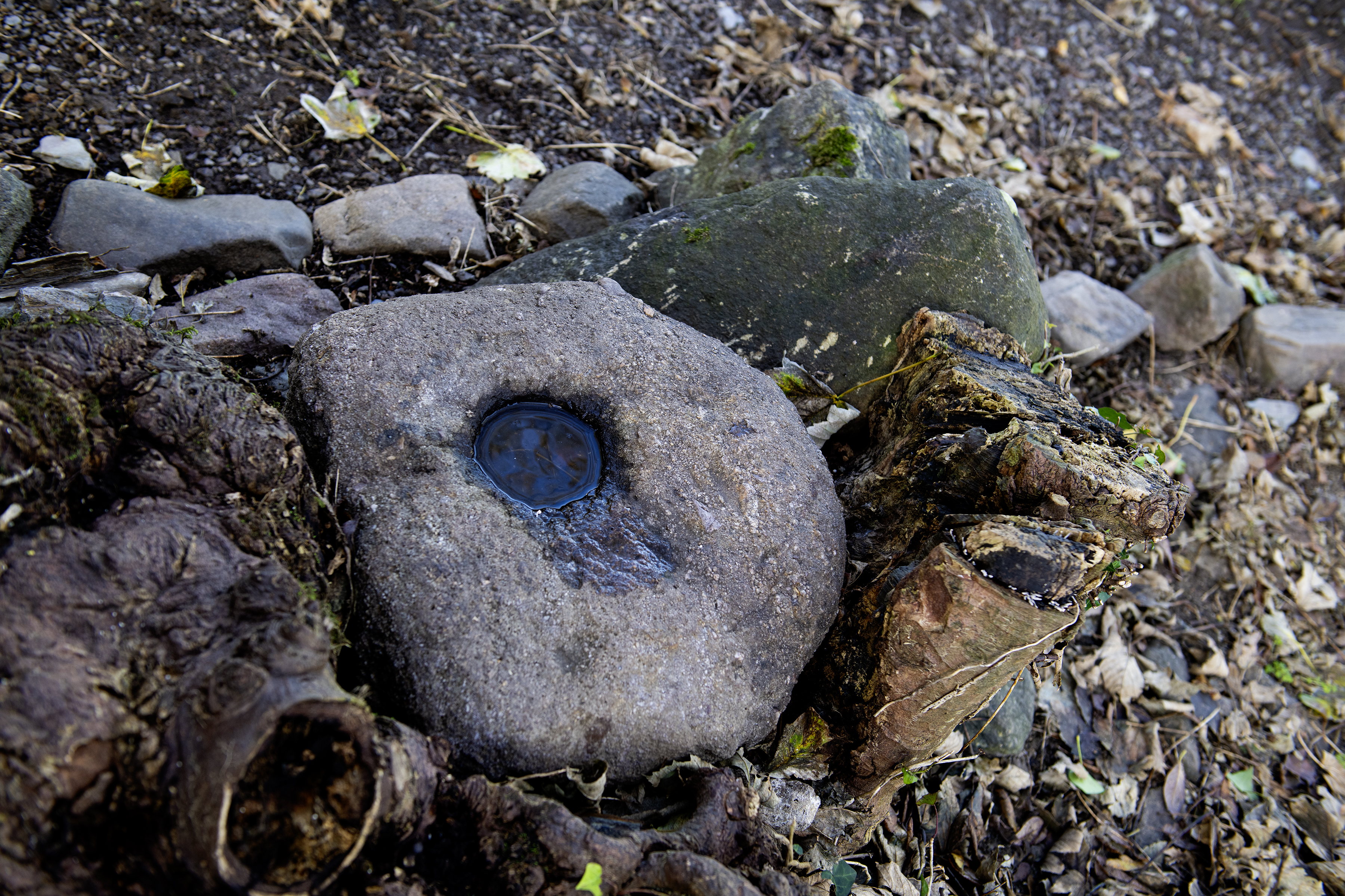 A weathered bullaun stone at Kilbarry with a natural circular depression holding a pool of dark water, resting among leaf litter, roots and a weathered stump.