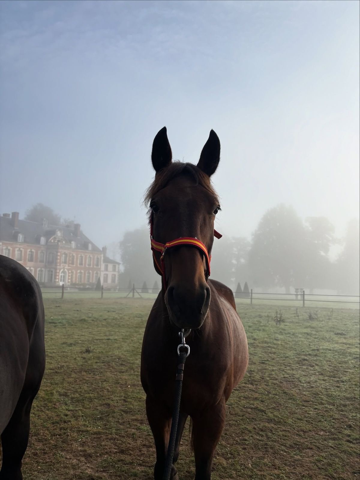 Paarden — Lapis Group