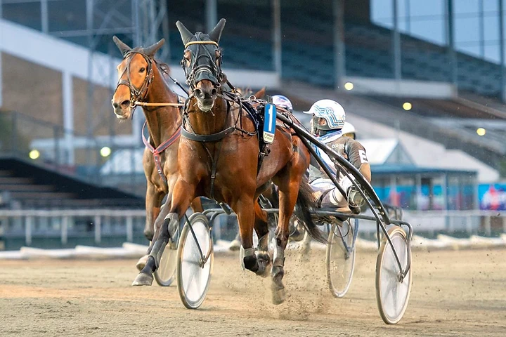 Paarden op de drafbaan — Lapis Group