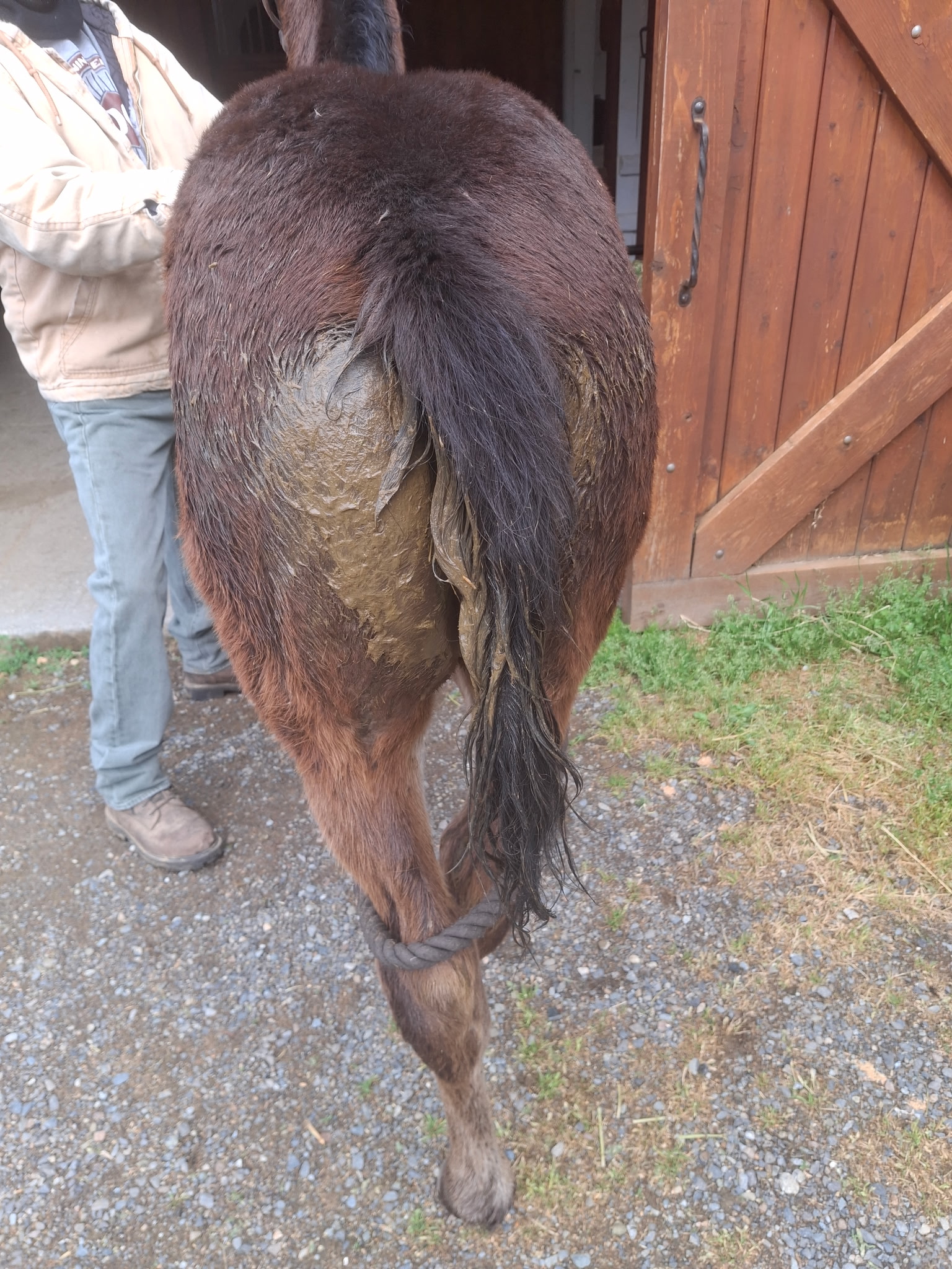 Shiny Hiney before application on foal