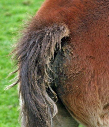 Shiny Hiney before application on foal