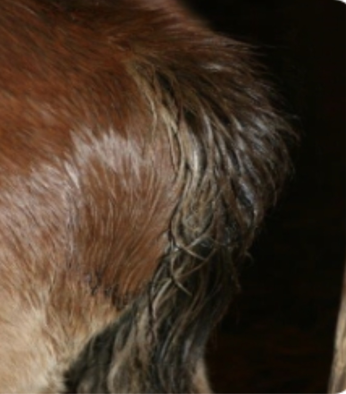 Shiny Hiney after application on foal