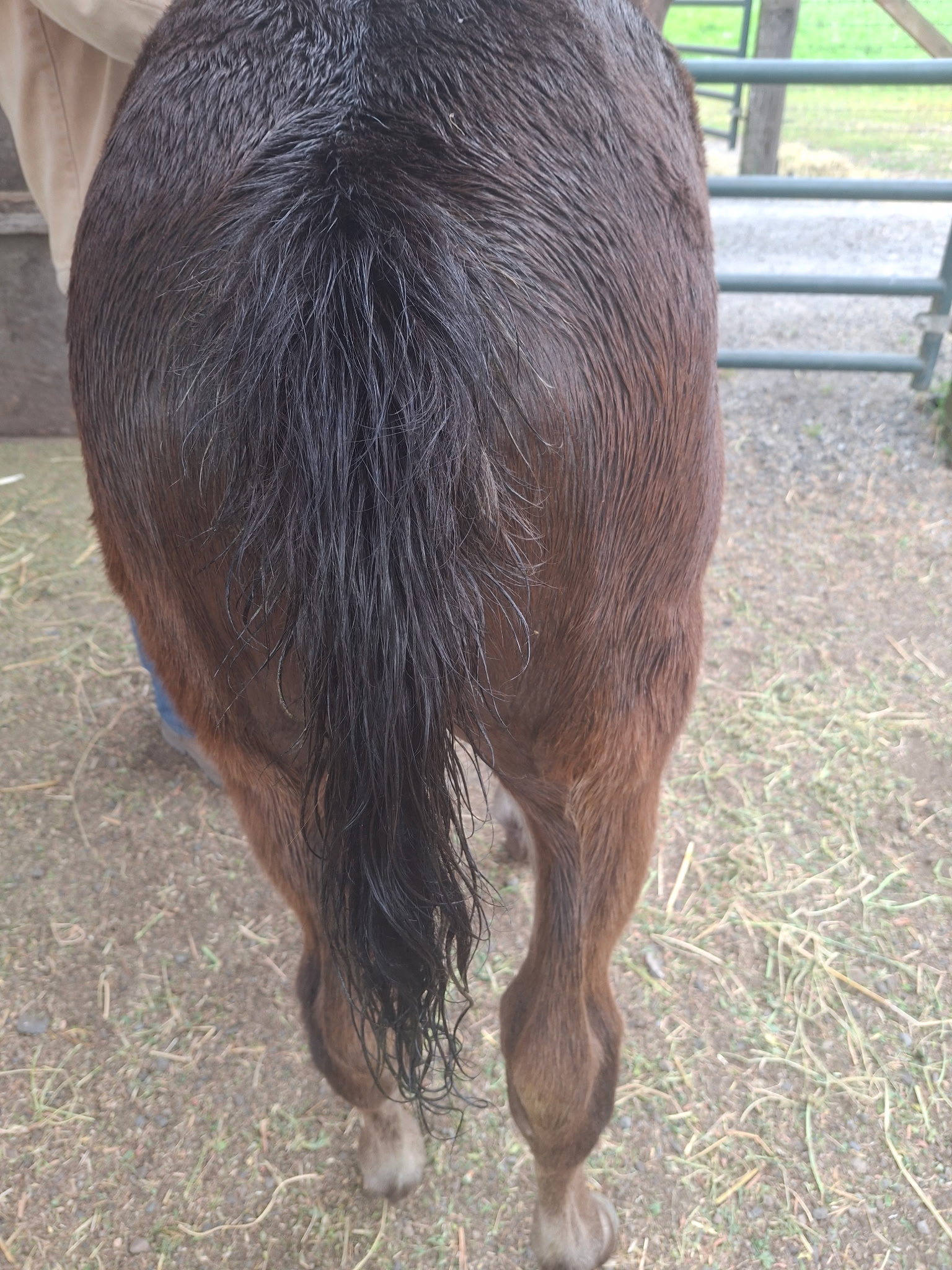 Shiny Hiney after application on foal
