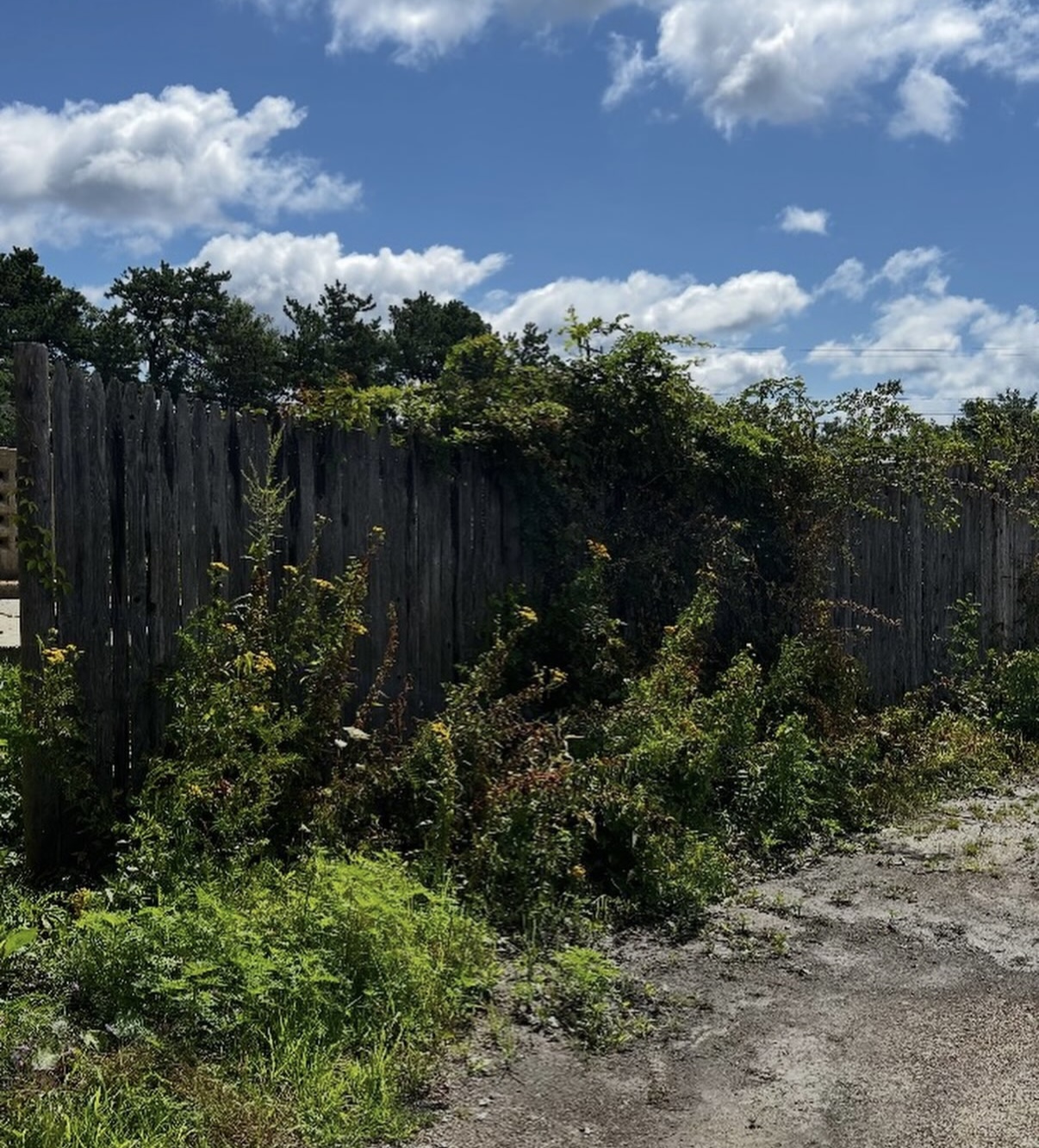 Before fence-line cleanup — overgrown yard cleanup