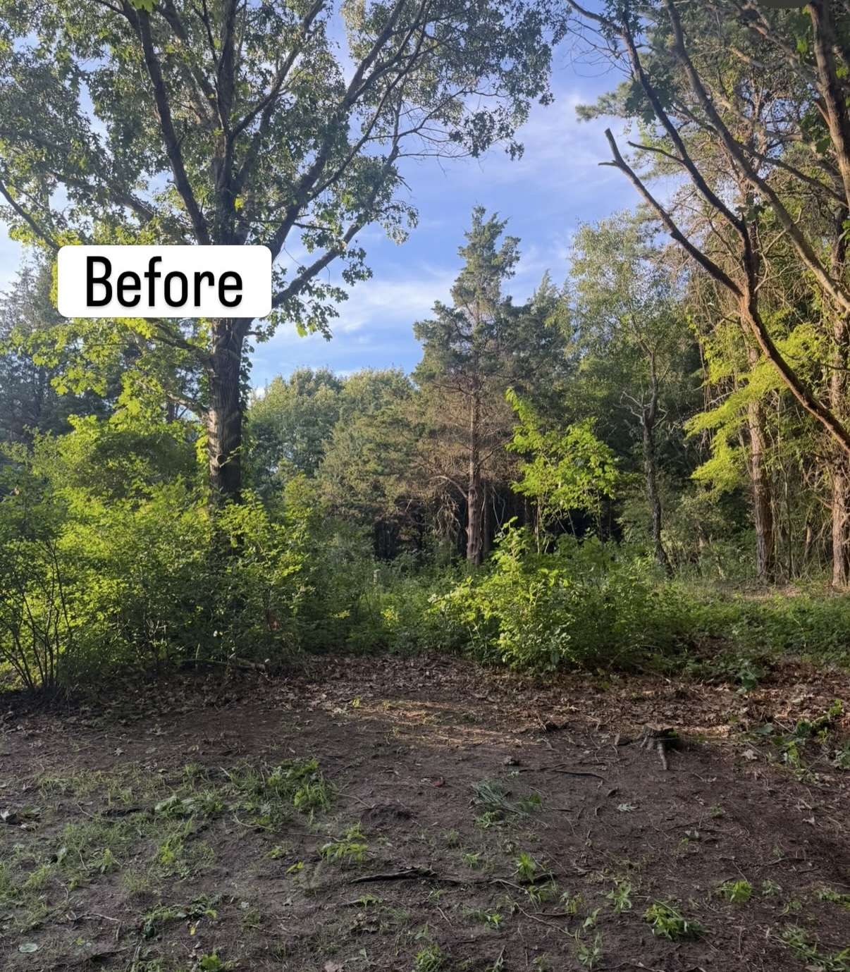 Before large-scale property clearing — overgrown yard cleanup