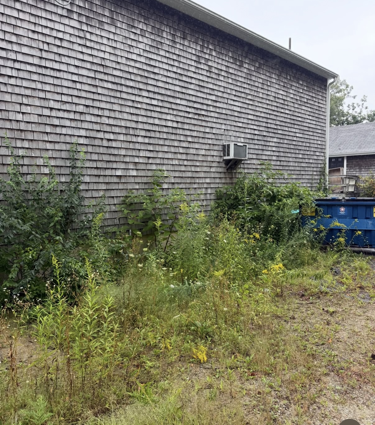 Before building-side overgrowth removal — overgrown yard cleanup
