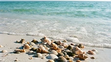 Clearwater Shelling Guide: Finding the Best Shells on the Gulf Coast by Boat
