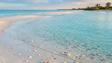 Clearwater Marine Wildlife Beyond Dolphins: What You Might Spot on Your Boat Charter