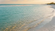 Dolphin Spotting in Clearwater: How to See Wild Dolphins on Your Boat Tour