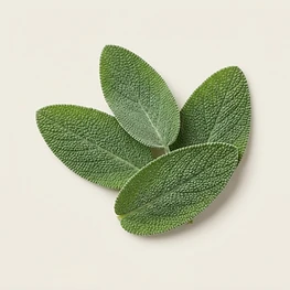 fresh sage leaves