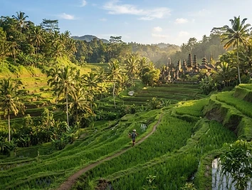 Bali Beaches, Temples & Rice Terraces