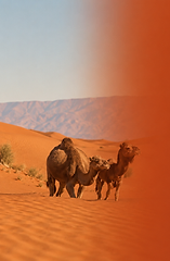 North Africa landscape