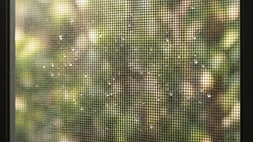 A clean window screen in sunlight, illustrating window screen cleaning in Novi, Michigan.