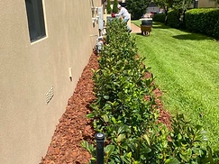 Foundation Bed — Mulch & Shrubs