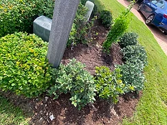 Corner Bed — Boxwood & Mulch