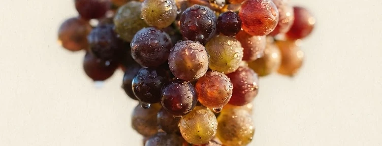 Macro study of Syrah