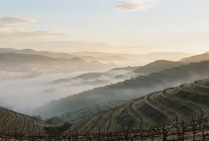 Fog rolling over West Coast vineyard ridges at golden hour