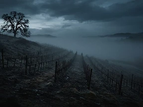 Willamette Valley vineyard at dawn in heavy fog