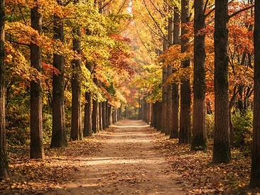 Nami Island Tour