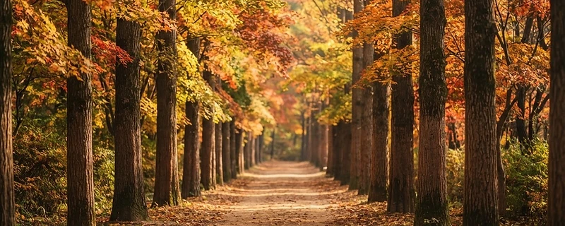 Nami Island Tour