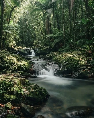 Natureza brasileira que inspira a Aluve Cosmética