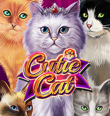 Cutie Cat
