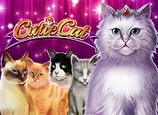 Cutie Cat