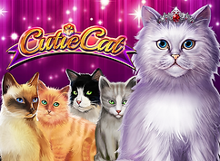 Cutie Cat