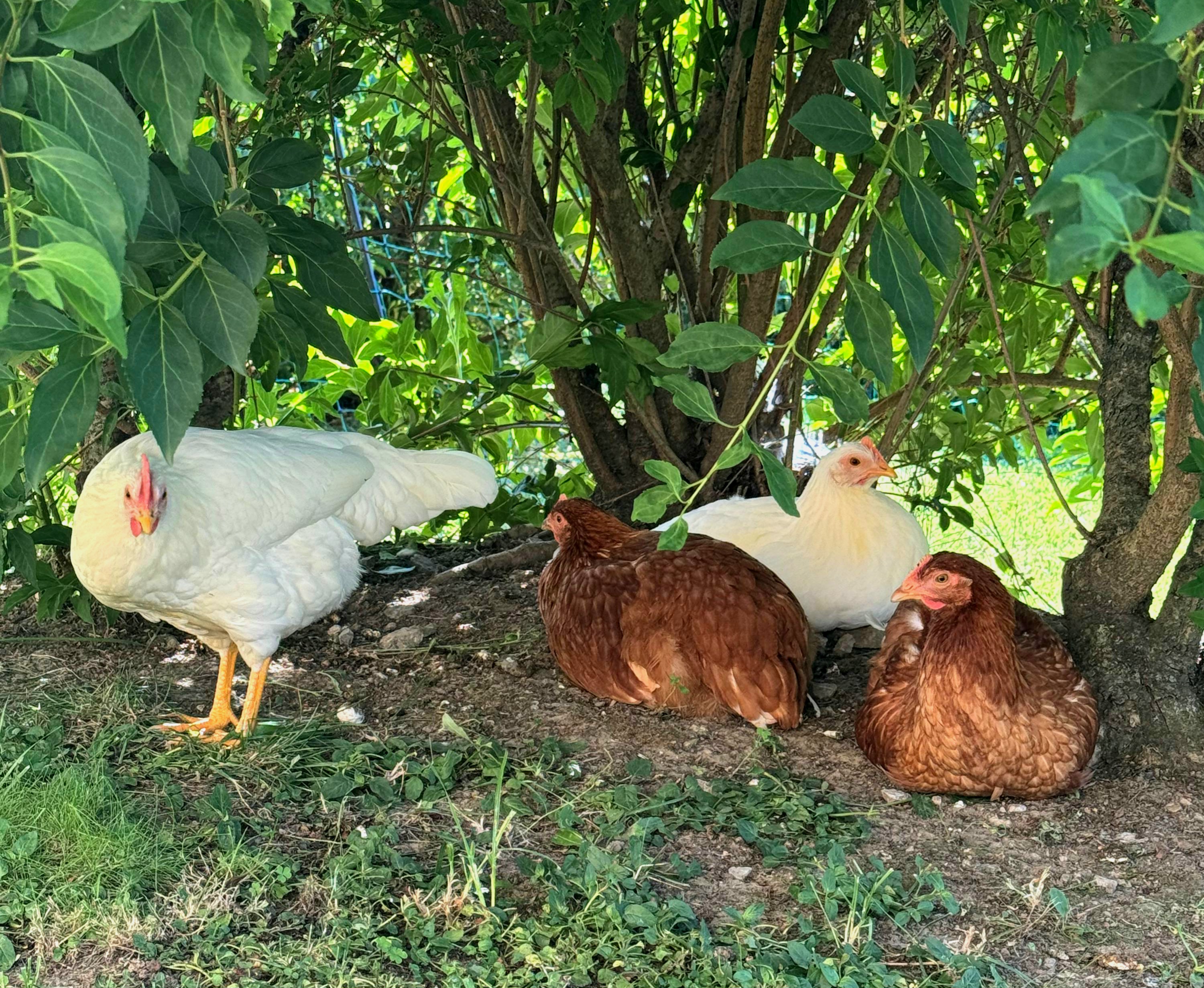 Galline