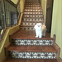 A small white dog on a Saltillo-tiled staircase