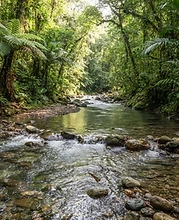 Freshwater river in the Basse-Terre rainforest