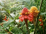 Alpinia flower in the garden
