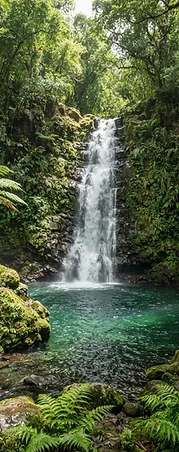Rainforest waterfall, Saut de la Lézarde