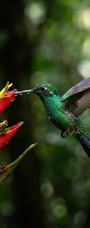 Hummingbird sipping from a red heliconia flower