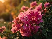 Bougainvilleas of the botanical garden