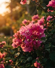 Bougainvillea flowers at sunset