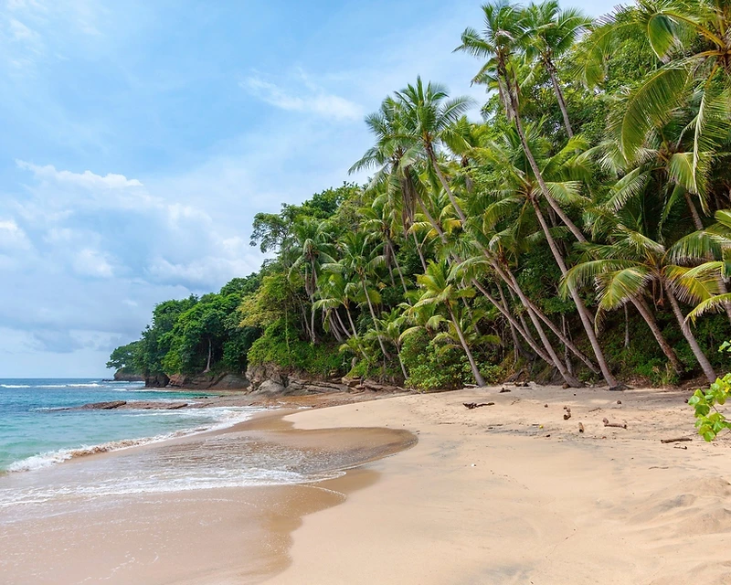 Plage tropicale de sable blond bordée de palmiers et d'eaux turquoise en Guadeloupe