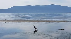 Tidal flats and heron on the Lummi Island shore