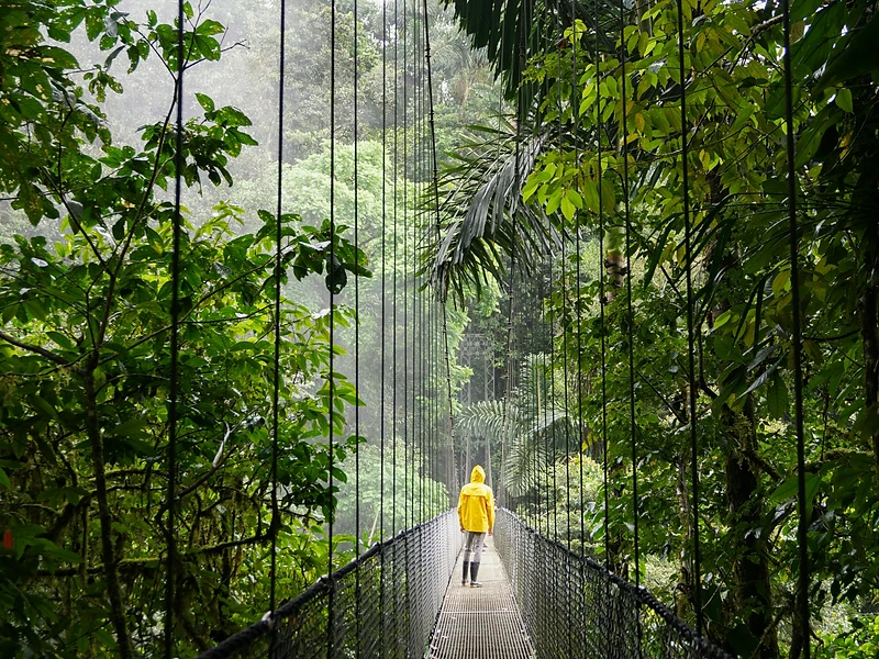 Suspension bridge through a misty Costa Rica rainforest