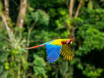 Scarlet macaw in flight in the Costa Rica rainforest
