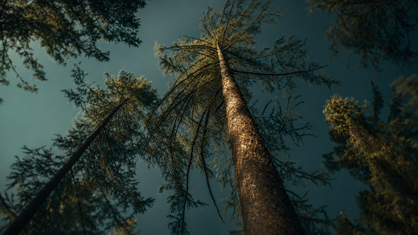 Teichalm · Bäume — Natur von Diamond Studio, Graz