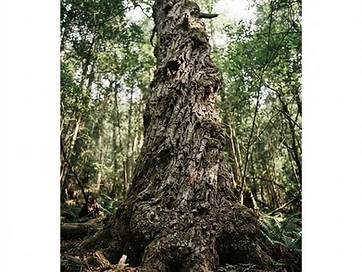Textured bark and trunk of an old rooted tree in dappled shade