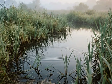 Still water among reeds at dawn with small concentric ripples
