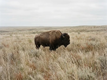 A bison standing in tall dry prairie grass under an overcast sky