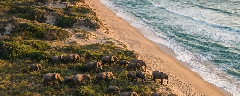 Maputo Special Reserve: Where Elephants Walk to the Ocean