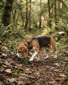 Scout